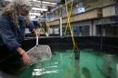 Female researcher scoops into large fish tank with net